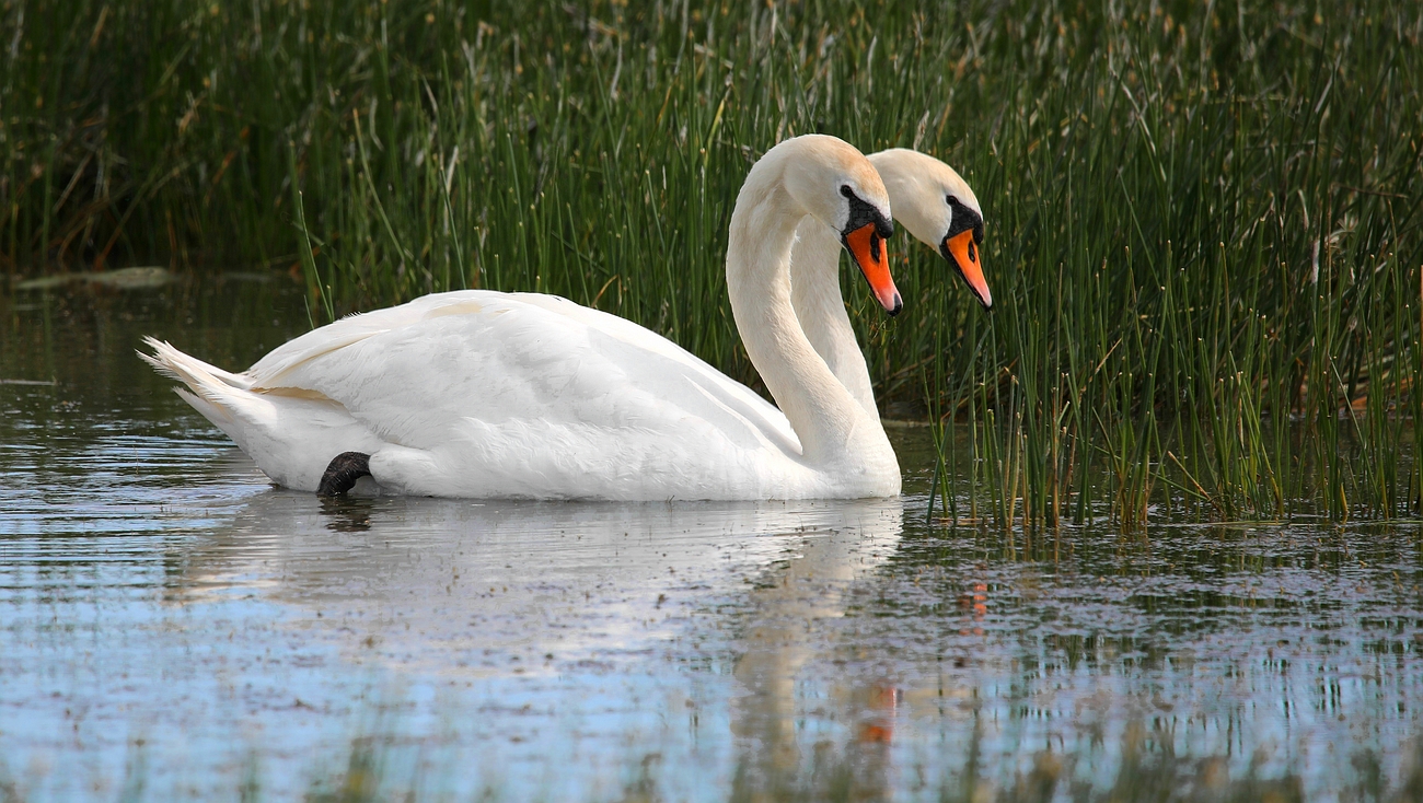 Swan with 2 heads.......