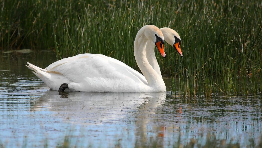 Swan with 2 heads.......