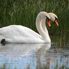 Swan with 2 heads.......