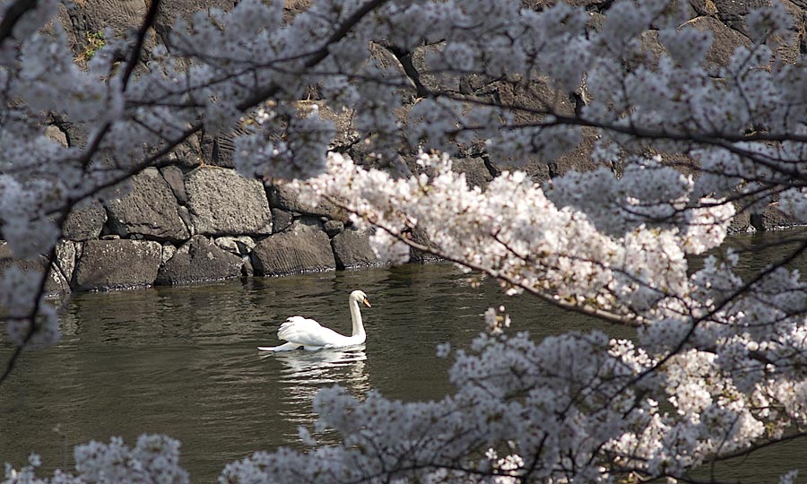 Swan With Cherry Blossoms