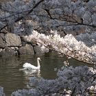 Swan With Cherry Blossoms