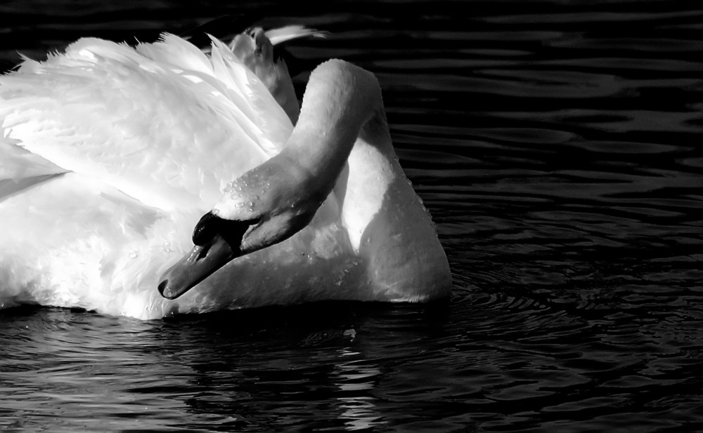 Swan without Color.