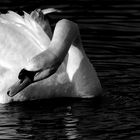 Swan without Color.