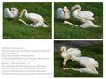 SWAN006 von Fons van Swaal