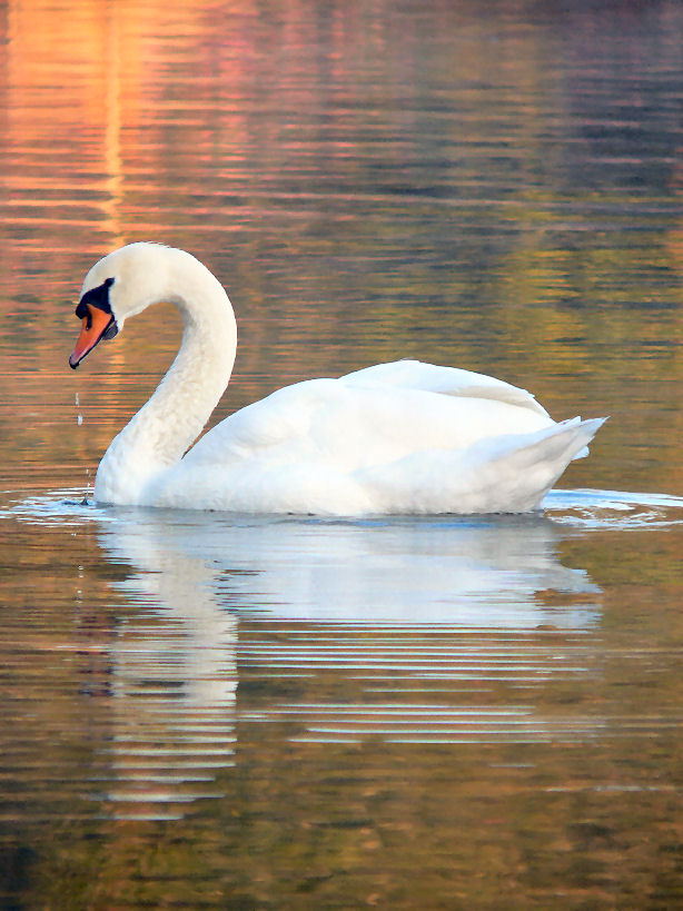 Swan02