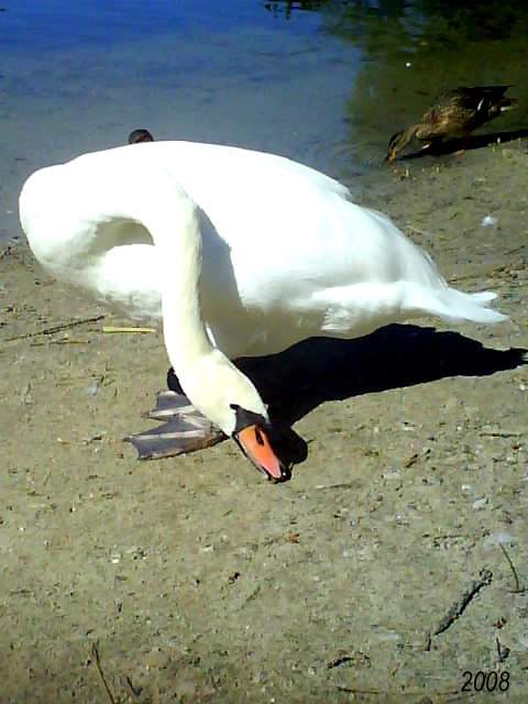 Swan1