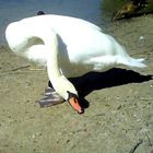 Swan1