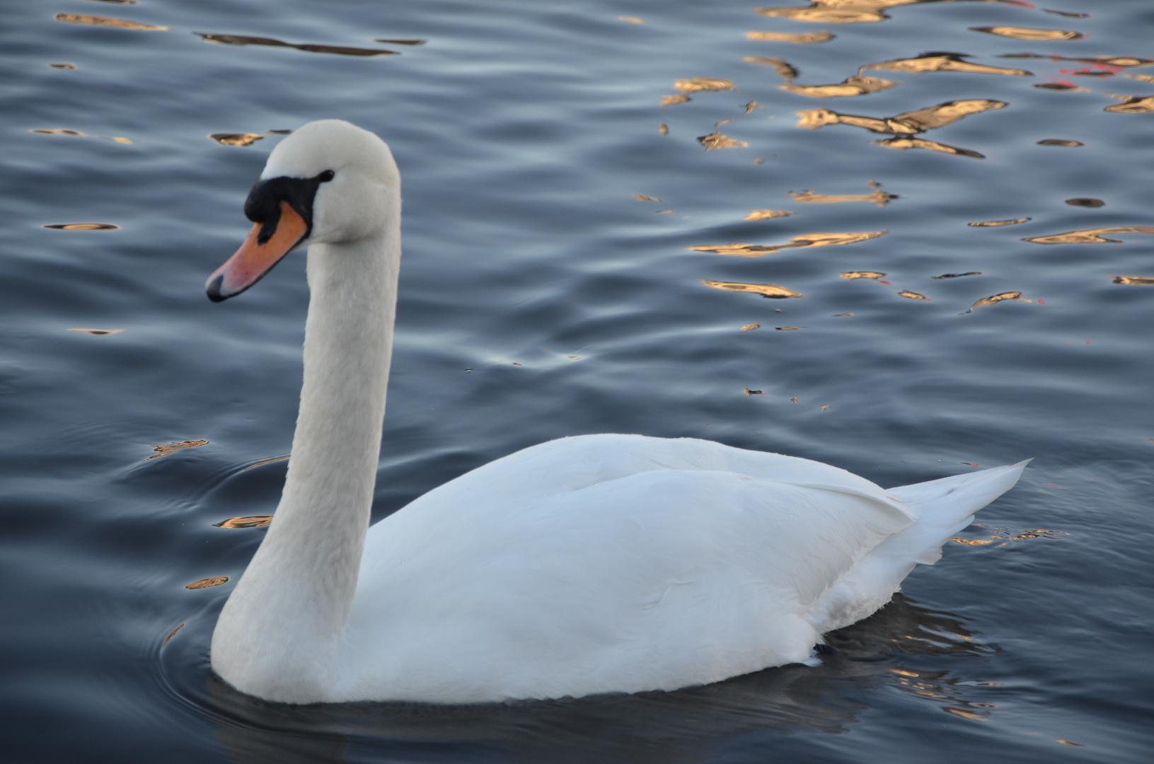 swan_1