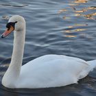 swan_1