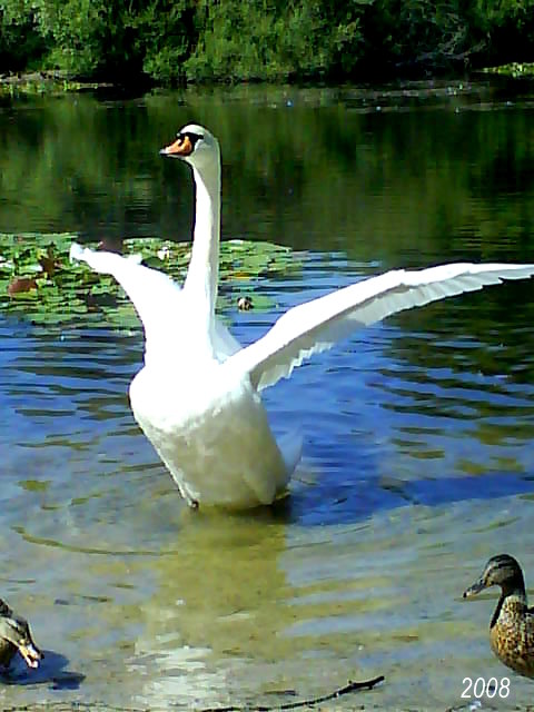 Swan2