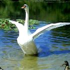 Swan2