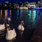 Swan_20171124_02