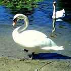 Swan3