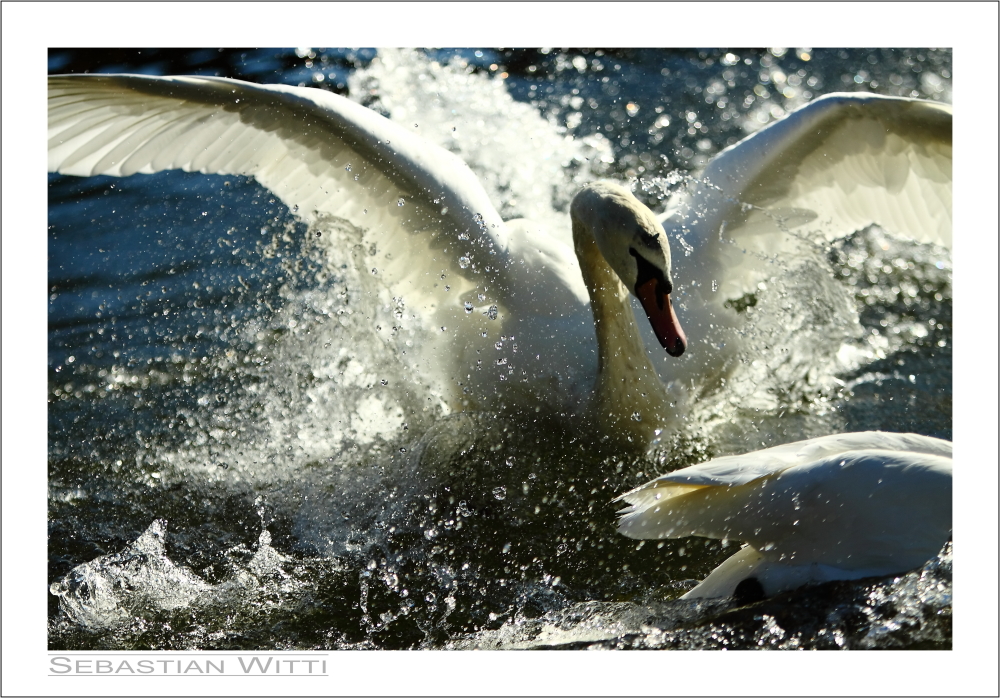 swanattack