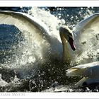 swanattack