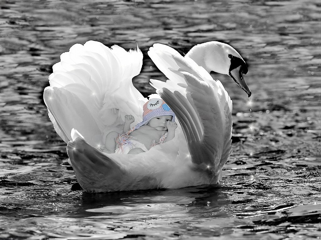 Swanbaby