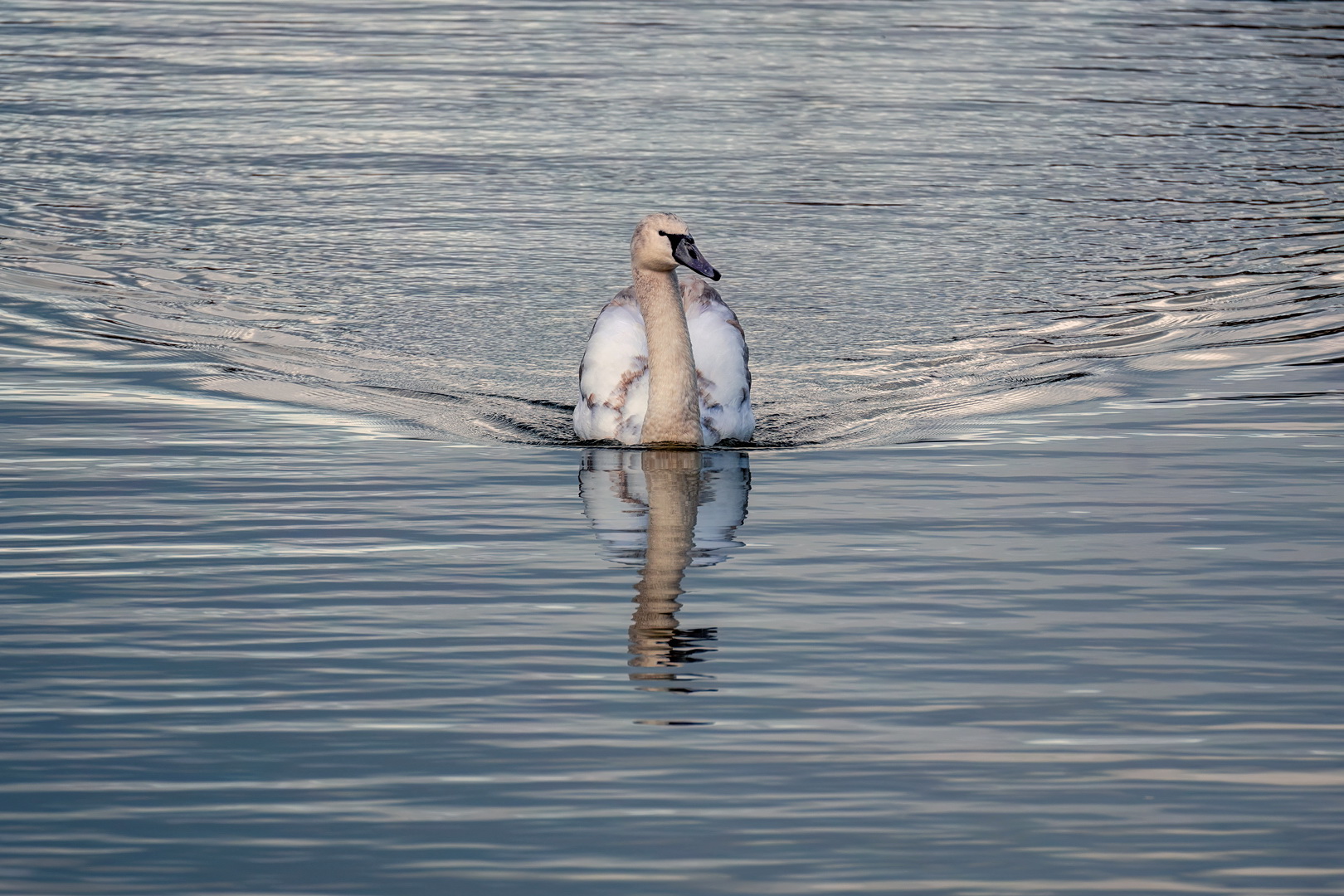 Swanblue