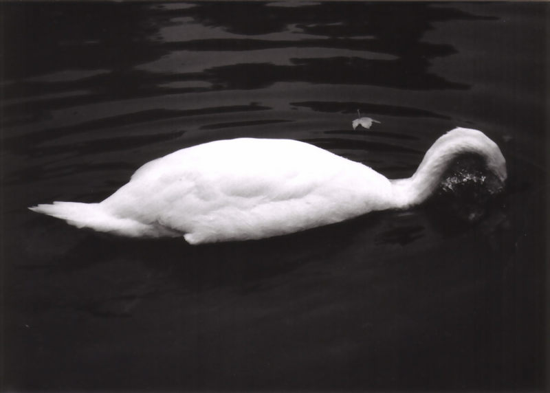 Swandive (grösser)