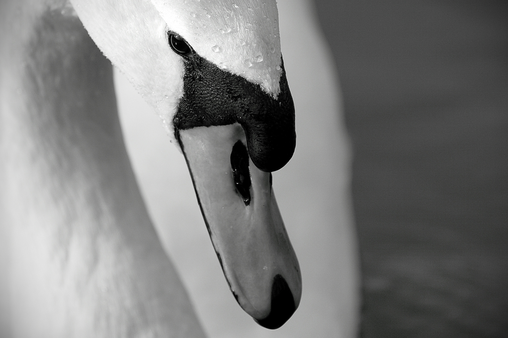 Swaneye