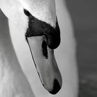 Swaneye