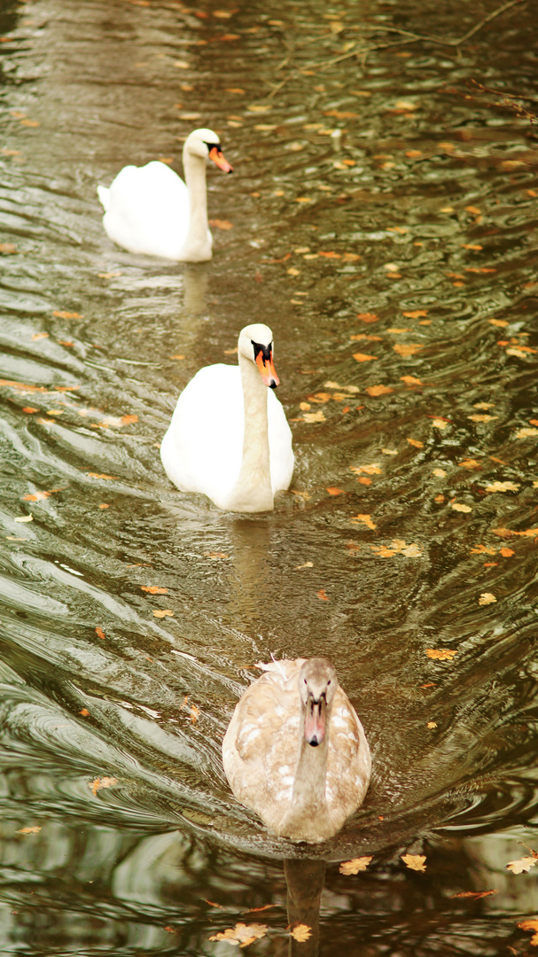 Swanfamily