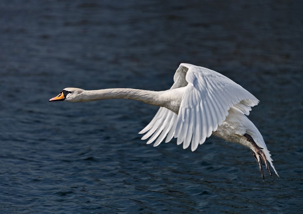 swanfly