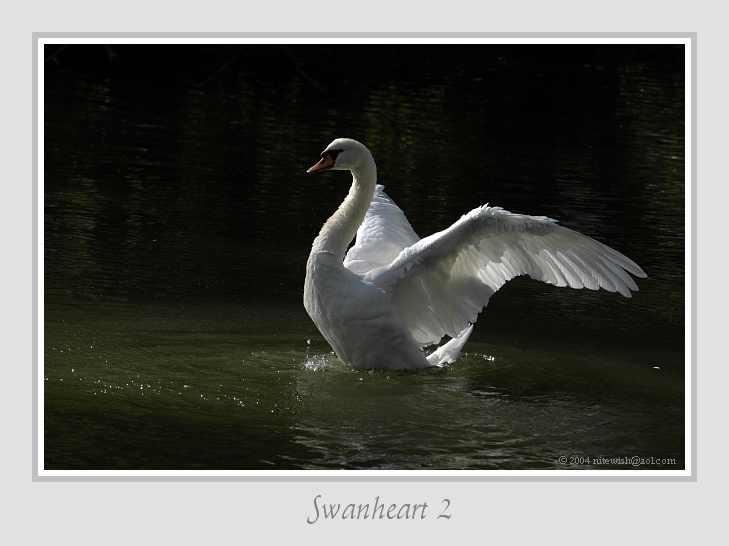 Swanheart II