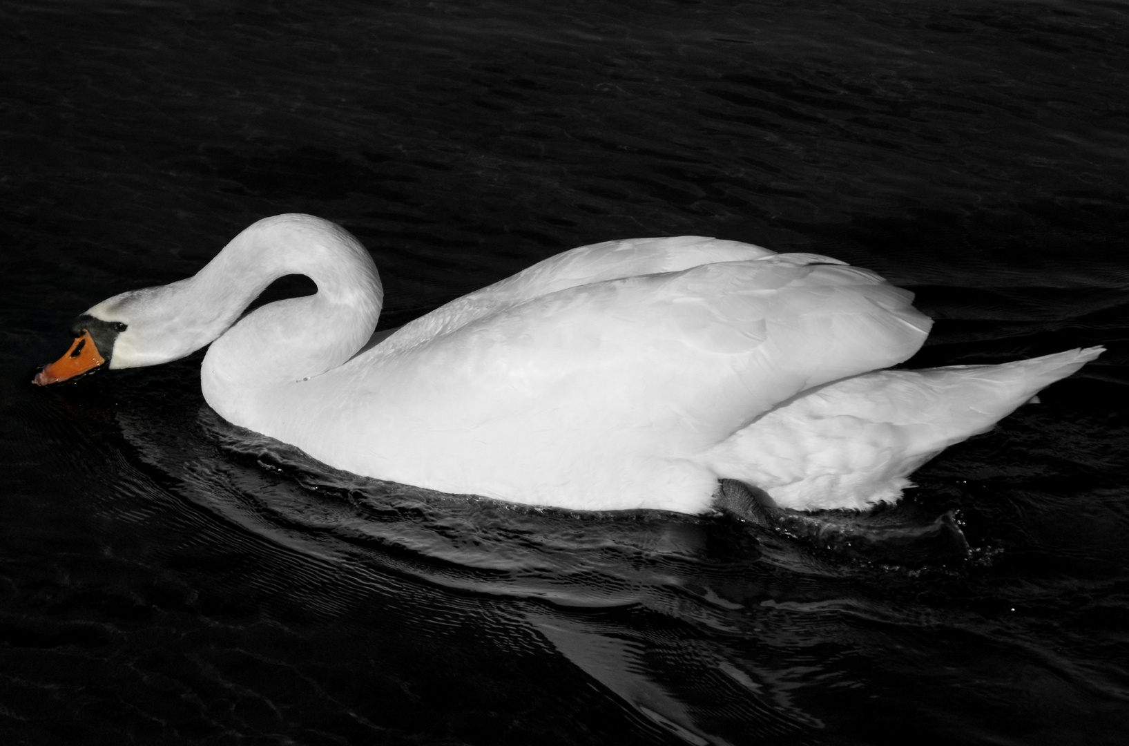 SwanLake