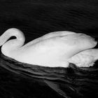 SwanLake