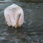 Swanlike pelican...