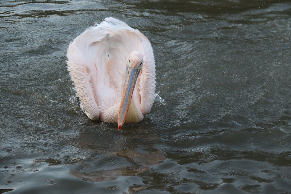 Swanlike pelican...