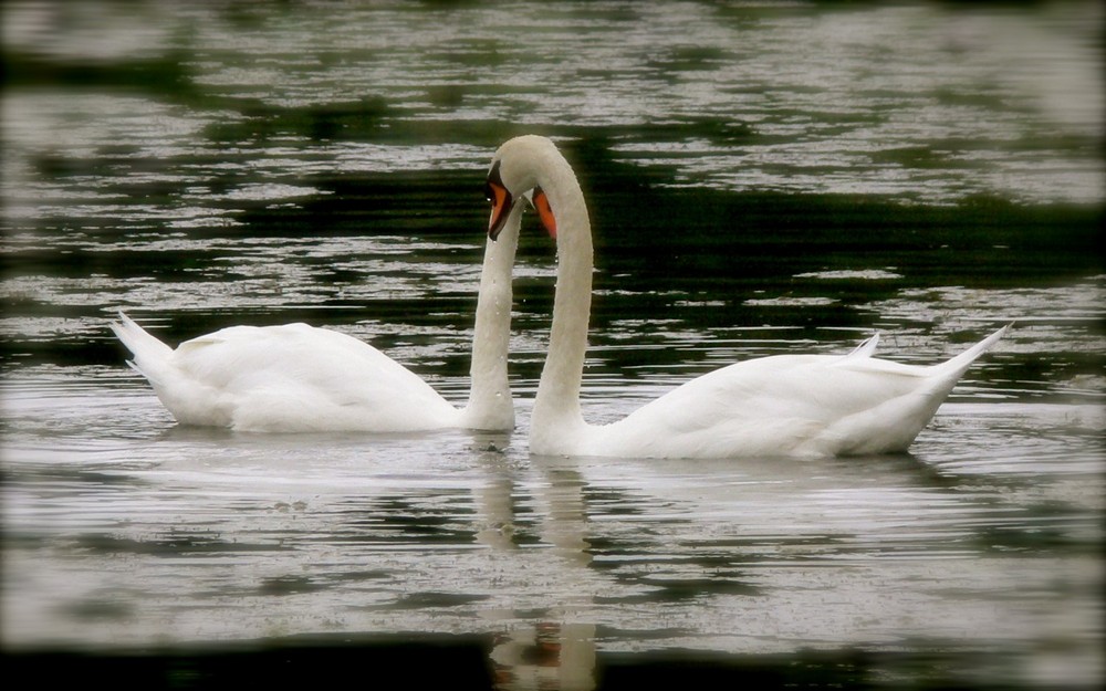 SwanLove