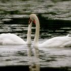 SwanLove