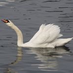 swann navigator
