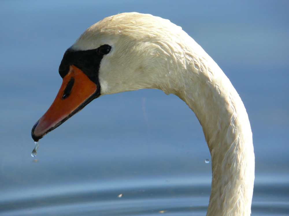 Swanneck