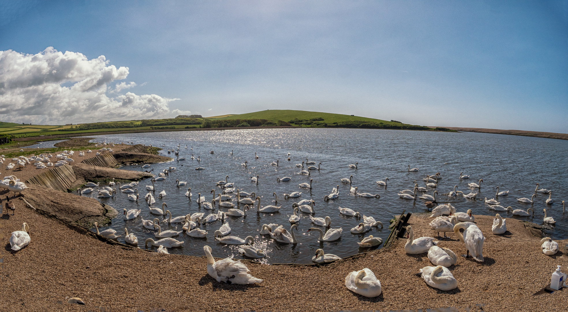 Swannery in Abottsberry