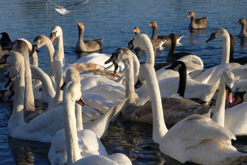 Swans