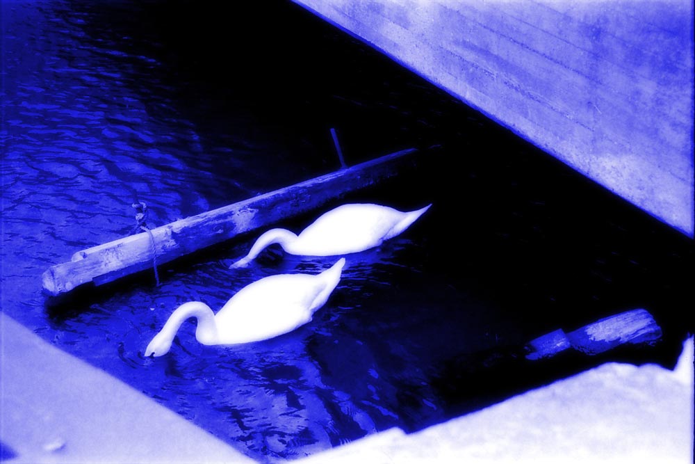 Swans