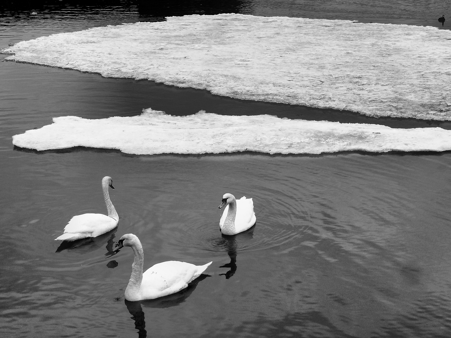 Swans