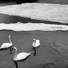 Swans