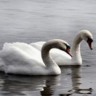 Swans