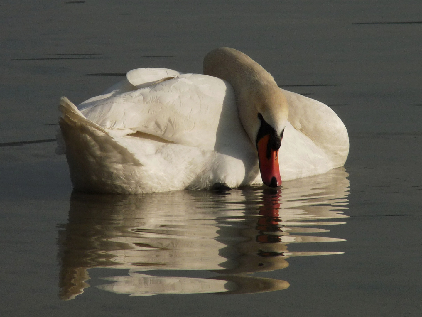 Swans