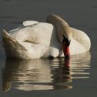 Swans