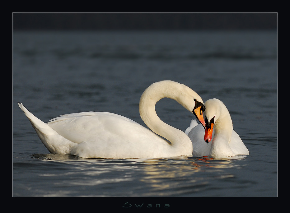 Swans