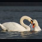 Swans