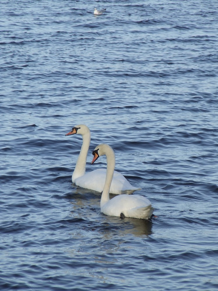 Swans