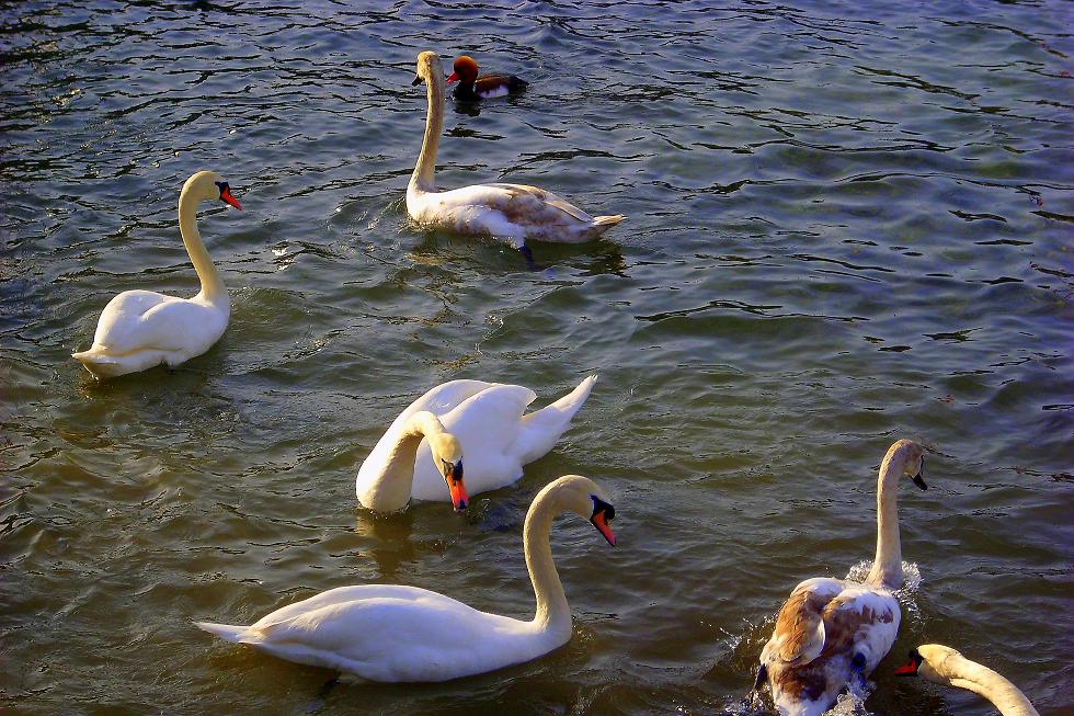 Swans