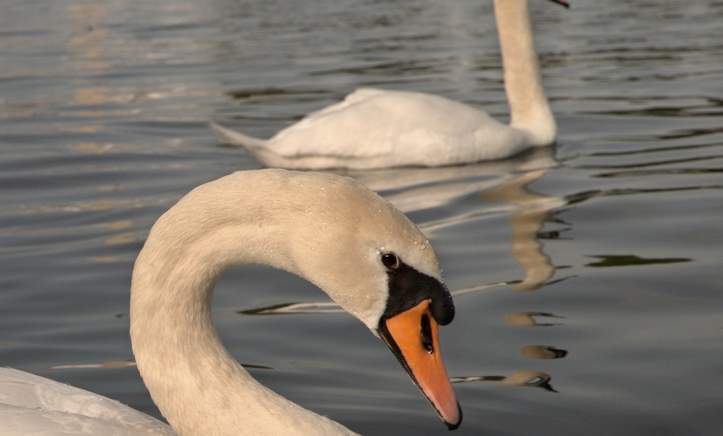 Swans