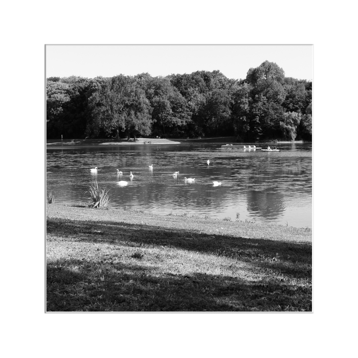 - swans, a boat and more -