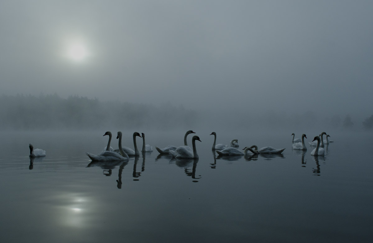 Swans